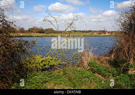 A view of an ivy covered fallen tree on the bank of the River Yare at Surlingham, Norfolk, England, United Kingdom. Stock Photo