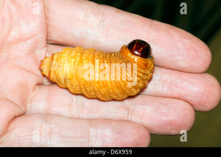 Edible palm weevil larvae (Rhynchophorus phoenicis) from the Amazon Stock Photo