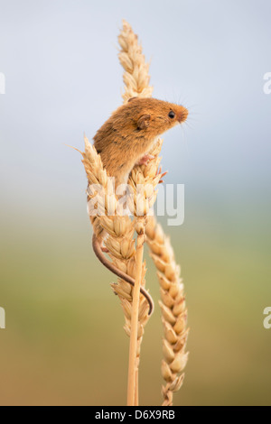 Harvest Mouse on ears of wheat Stock Photo
