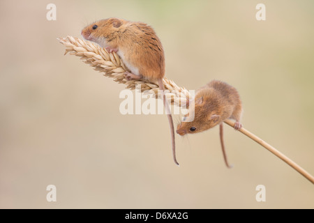 Two harvest mice on ear of corn Stock Photo