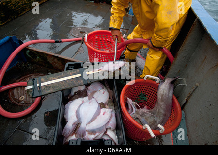 Fisherman measures undersized Yellowtail Flounder (Limanda ferruginea) on deck of fishing dragger. Stellwagen Banks, New England Stock Photo