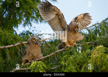 Great horned owl fledgling pair roosting in fir tree while one flaps wings and one watches-Victoria, British Columbia, Canada. Stock Photo