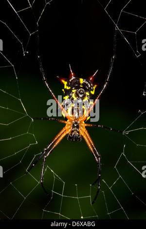 Spiny orb weaver spider (Gasteracantha sp.) Stock Photo