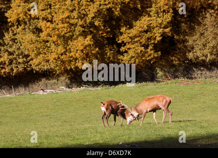 Red deer on forest glade in the autumn Stock Photo