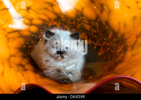 Kitten looks straight ahead in glass bowl Stock Photo