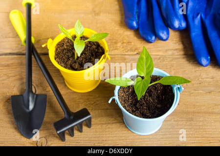 Seedlings of young plants and garden tools on a wooden surface (background). Gardening and spring concept. Copy space. Stock Photo