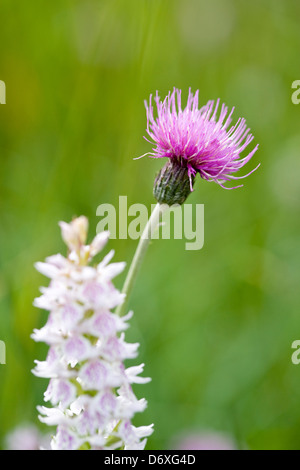 Meadow Thistle and Heath Spotted Orchid Growing on Wet Meadow Stock Photo