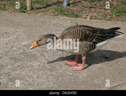 Greylag Goose Wetlands Centre Slimbridge Gloucestershire England UK Stock Photo