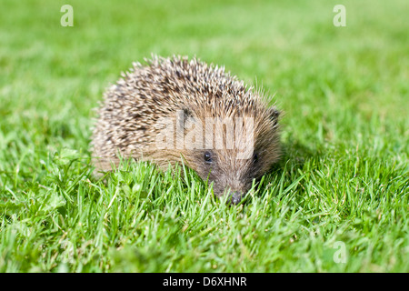 Young Hedgehog on Lawn in Daylight Stock Photo