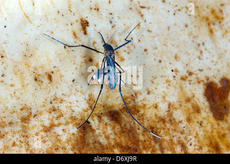 Tropical mosquito on the surface of a pool brooding a raft of eggs, Ecuador Stock Photo