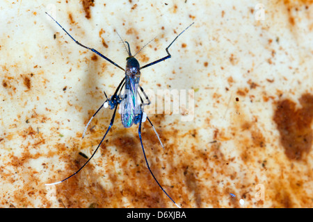 Tropical mosquito on the surface of a pool brooding a raft of eggs, Ecuador Stock Photo