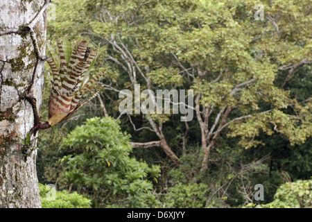 Bromeliad (Aechmea zebrina) growing on a tree trunk in the rainforest canopy, Ecuador. Stock Photo