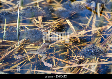 A Wood Frog (Rana sylvatica) with egg masses in a vernal pool, Acadia National Park, Bar Harbor, Maine. Stock Photo