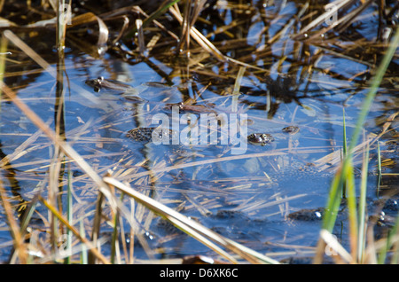 Three Wood Frogs (Rana sylvatica) with egg masses in a vernal pool, Acadia National Park, Maine. Stock Photo