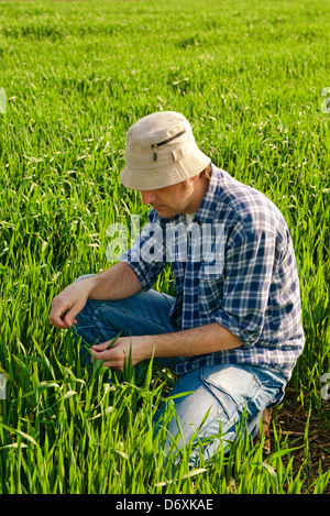 Man in wheat field. Agricultural worker in young green wheat field. Stock Photo