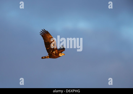 Late afternoon view of juvenile bald eagle in flight. Sherburne National Wildlife Refuge, Minnesota, USA. Stock Photo