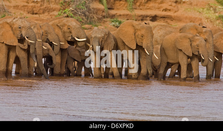 Elephant herd, Samburu, Kenya Stock Photo