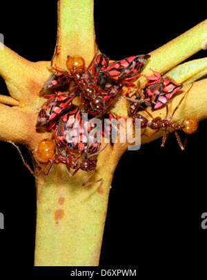 Ants gathering honeydew from a group of leafhoppers in the rainforest, Ecuador Stock Photo