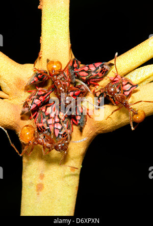 Ants gathering honeydew from a group of leafhoppers in the rainforest, Ecuador Stock Photo