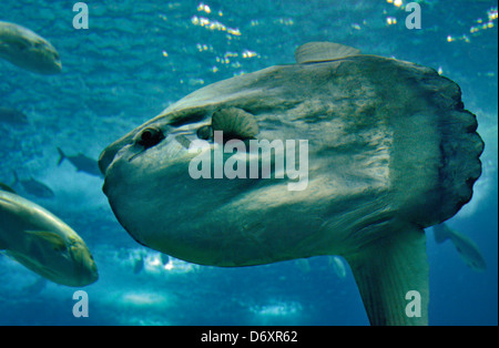 Portugal, Lisbon: Baby sunfish (Mola mola) in the Oceanario de Lisboa Stock Photo