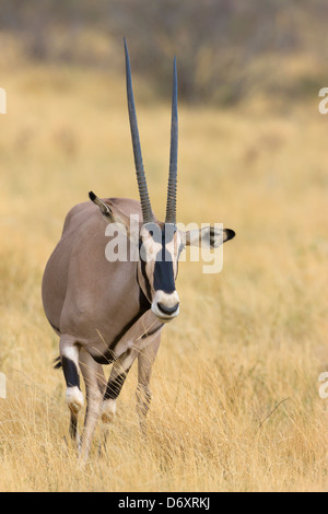 Oryx Gazella on the savanna, Samburu, Kenya Stock Photo