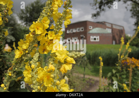 Neukirchen, Germany, hollyhocks in Noldegarten of Ada and Emil Nolde Foundation Stock Photo