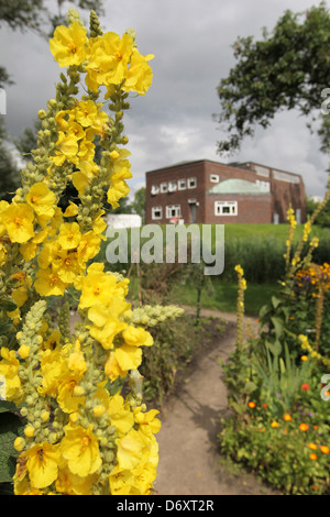 Neukirchen, Germany, hollyhocks in Noldegarten of Ada and Emil Nolde Foundation Stock Photo