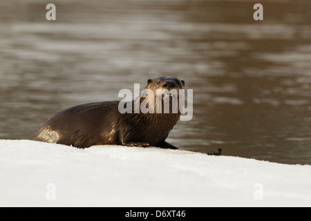 River Otter on the edge of a stream in winter. Memory Lake, Grantsburg, Wisconsin. Stock Photo