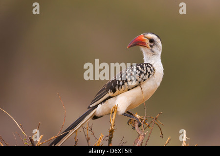 Red-billed hornbill, Samburu, Kenya Stock Photo