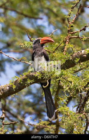 Red-billed hornbill, Samburu, Kenya Stock Photo