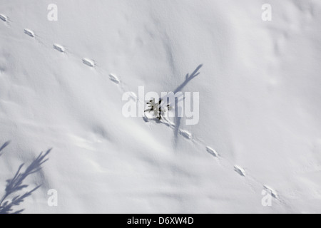 paw prints in the snow. Skiing in Meribel, France Stock Photo