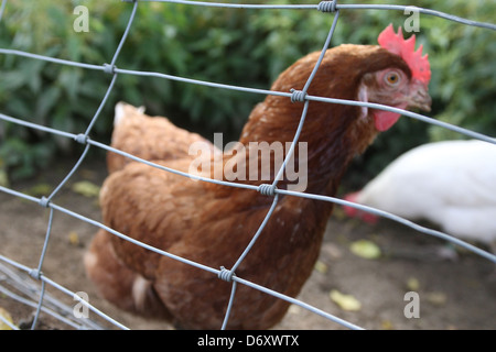 Birkach, Germany, chickens behind a fence in the outdoor enclosure Stock Photo