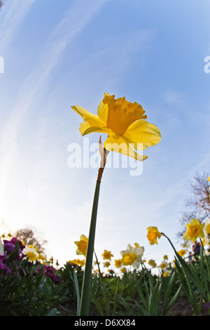 Daffodils Hyde Park London UK Stock Photo