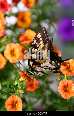 Eastern Tiger Swallowtail butterfly Stock Photo
