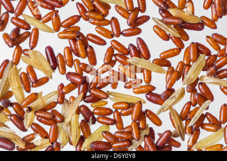 Flies pupae isolated on white background Stock Photo