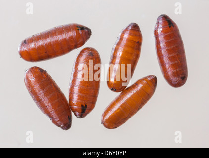 Flies pupae isolated on white background Stock Photo