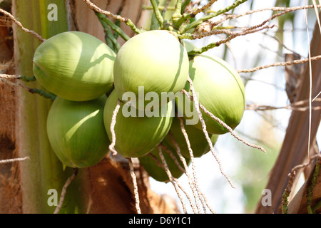 The Young coconut,It have a green color. Stock Photo