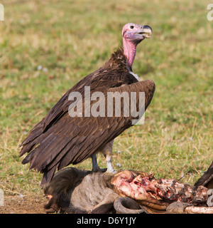 Lappet-faced adult vulture (Torgos tracheliotus), Masai Mara, Kenya Stock Photo