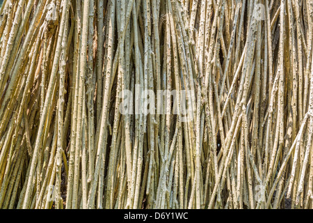 Prop roots of trees in the water Stock Photo