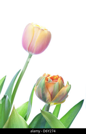 spring tulips on a white background Stock Photo