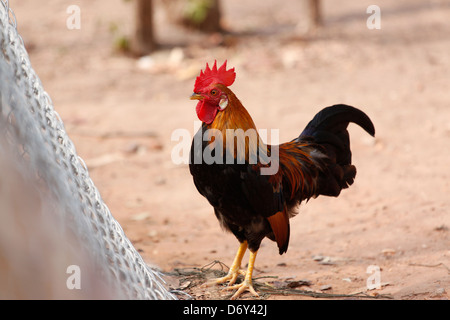 Thai bantam in the Back gardens,bantam of Native species. Stock Photo