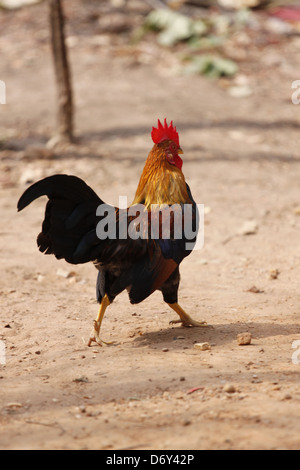 Thai bantam in the Back gardens,bantam of Native species. Stock Photo