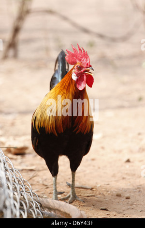 Thai bantam in the Back gardens,bantam of Native species. Stock Photo