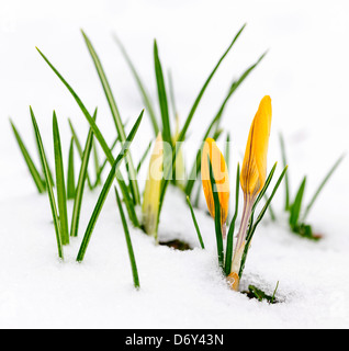 Yellow crocus flowers growing in snow during spring Stock Photo