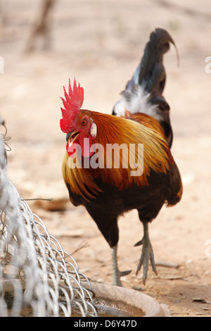 Thai bantam in the Back gardens,bantam of Native species. Stock Photo