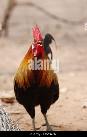 Thai bantam in the Back gardens,bantam of Native species. Stock Photo