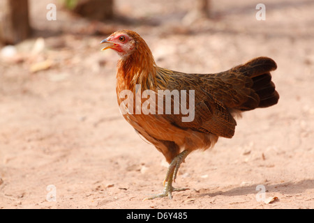 Thai bantam in the Back gardens,bantam of Native species. Stock Photo