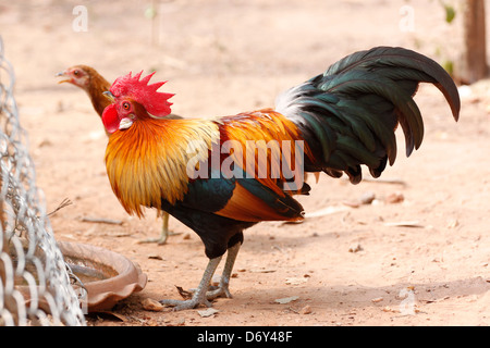 Thai bantam in the Back gardens,bantam of Native species. Stock Photo