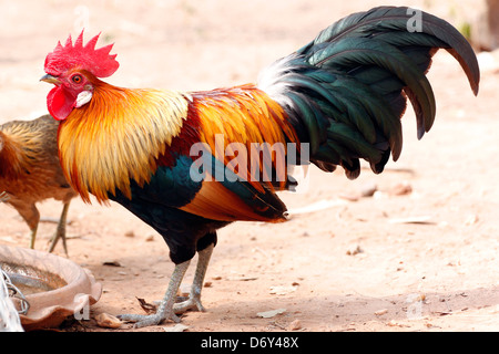 Thai bantam in the Back gardens,bantam of Native species. Stock Photo