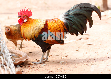 Thai bantam in the Back gardens,bantam of Native species. Stock Photo